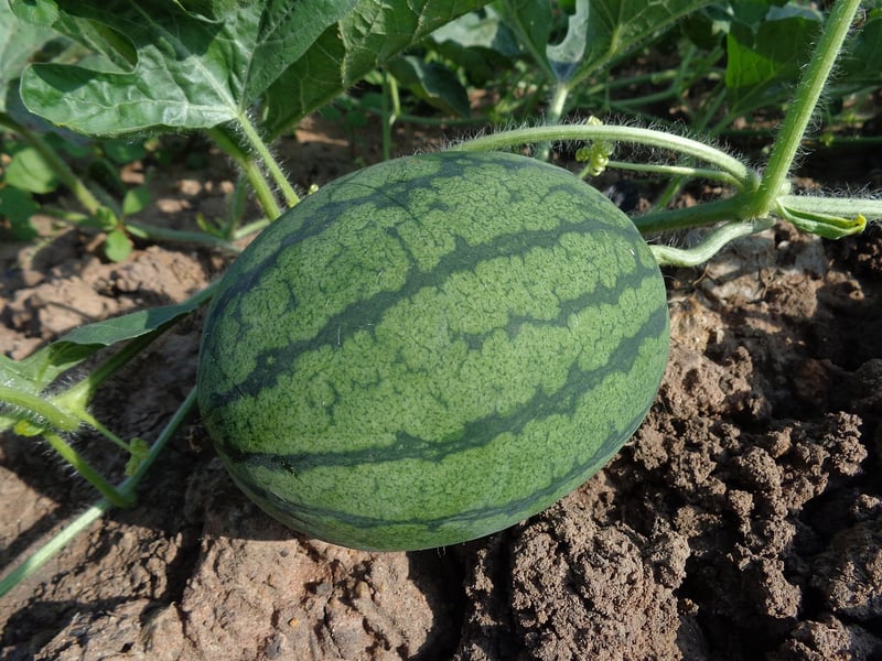 Farm-Fresh Produce